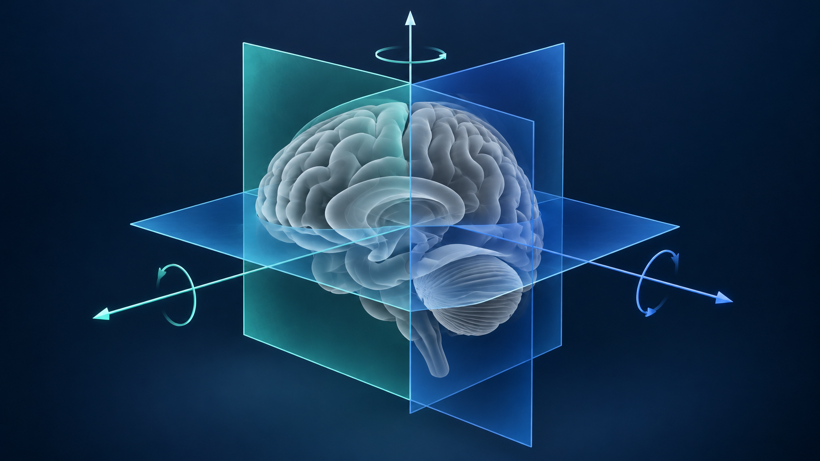 Conceptual brain model with orientation planes and axes; not a patient scan or fetal anatomy